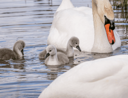 Understanding Neonatal Care Leave – your rights as a new parent